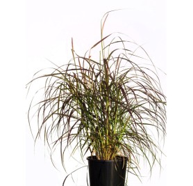 Pennisetum Setaceum  